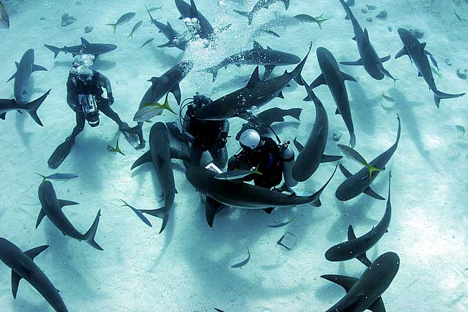 scuba diver swimming with sharks